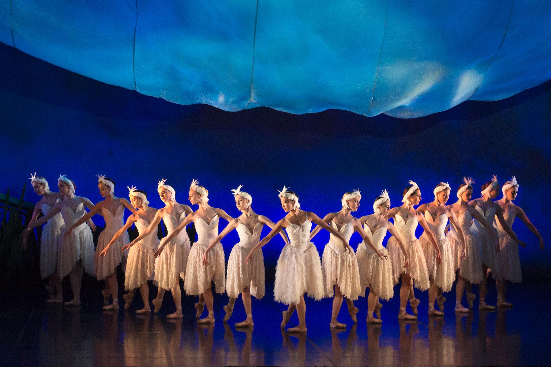 The swans line up ready to take flight