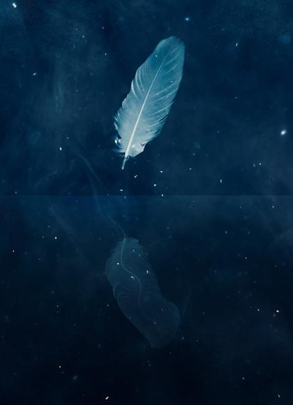 A single white feather reflected in gently moving water against a backdrop of an indigo and starry sky.